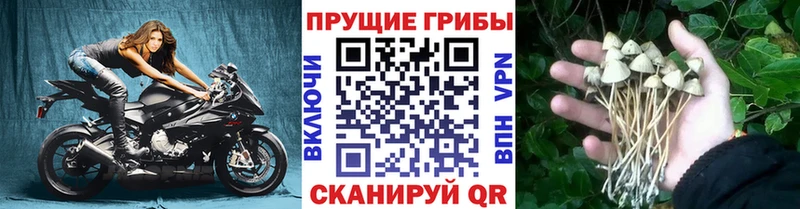Псилоцибиновые грибы ЛСД  Купить где  Череповец 